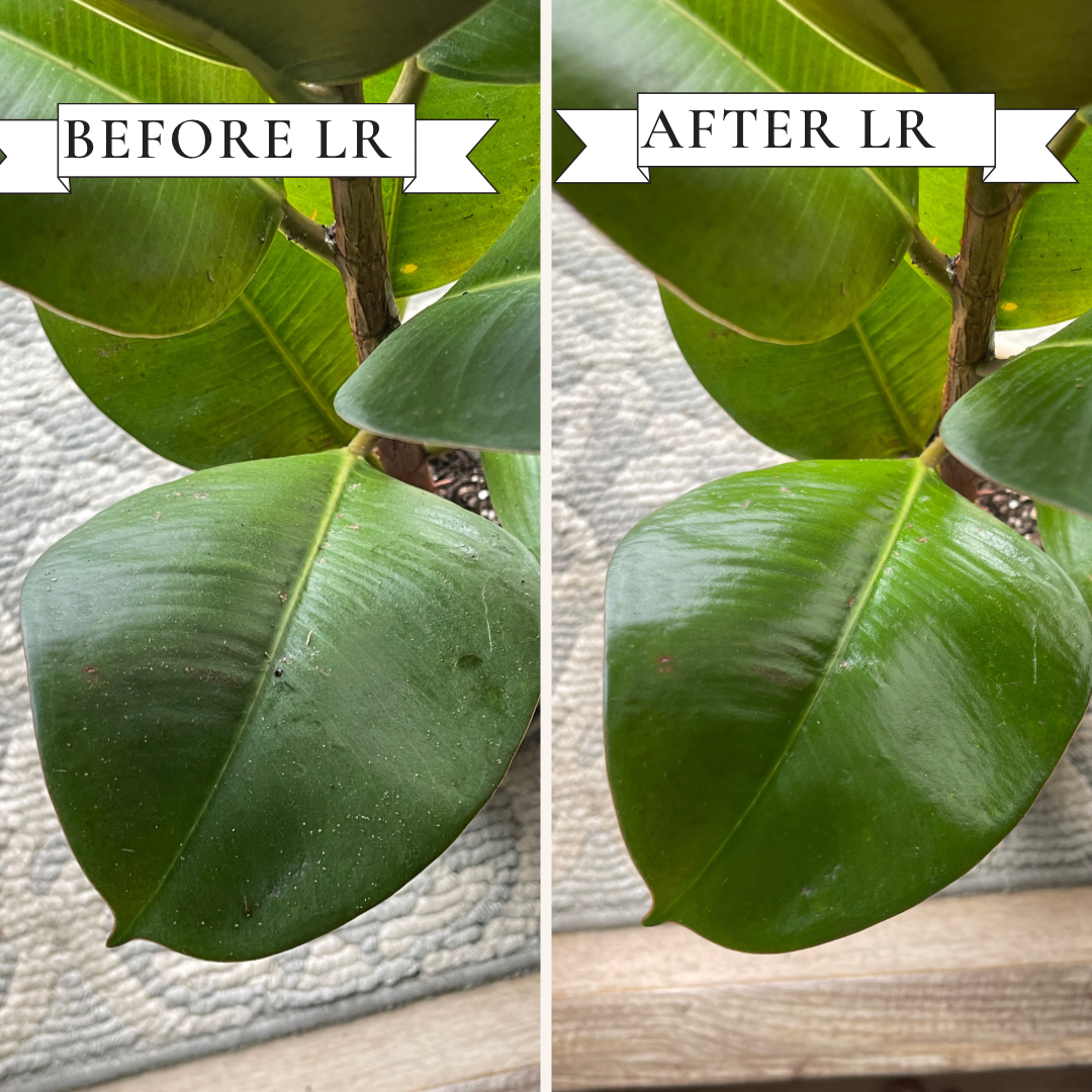 Wholesale Partner: Urban Gardener - Leaf Radiance - Cleaner, Conditioner, Shine