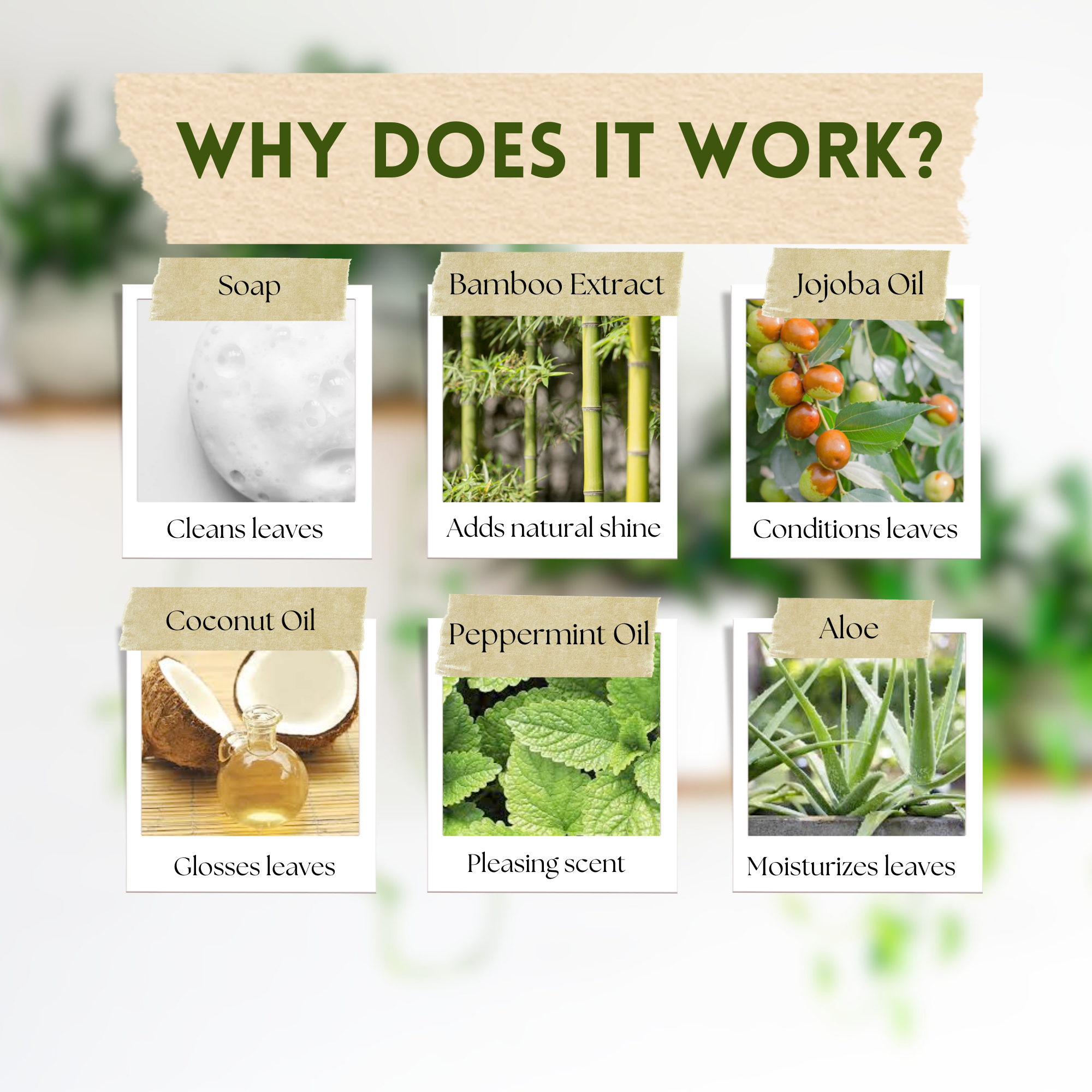 Wholesale Partner: Urban Gardener - Leaf Radiance - Cleaner, Conditioner, Shine