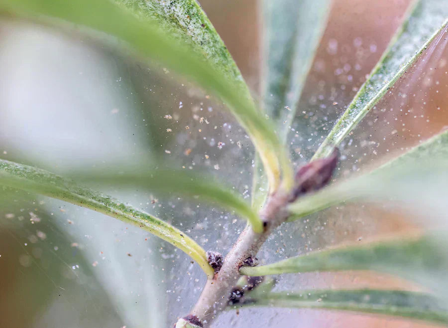 How to Treat Spider Mites on Your Houseplants, and Prevent Them from Coming Back