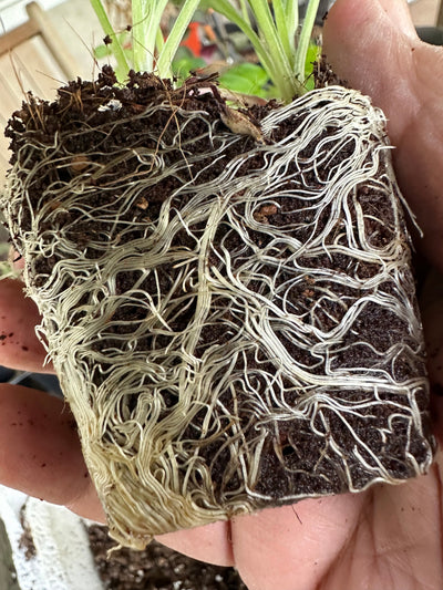Wholesale Partner: Sol Soil -n Seedling & Propagation Mix (Large Gallons Only to Start)