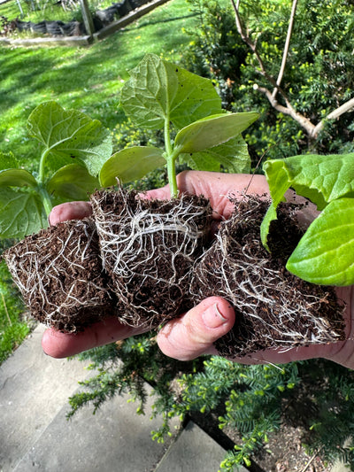 Wholesale Partner: Sol Soil -n Seedling & Propagation Mix (Large Gallons Only to Start)
