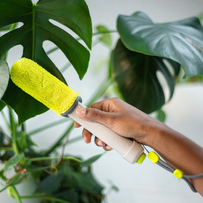 Leaf Sweep cleaning monstera Leaf