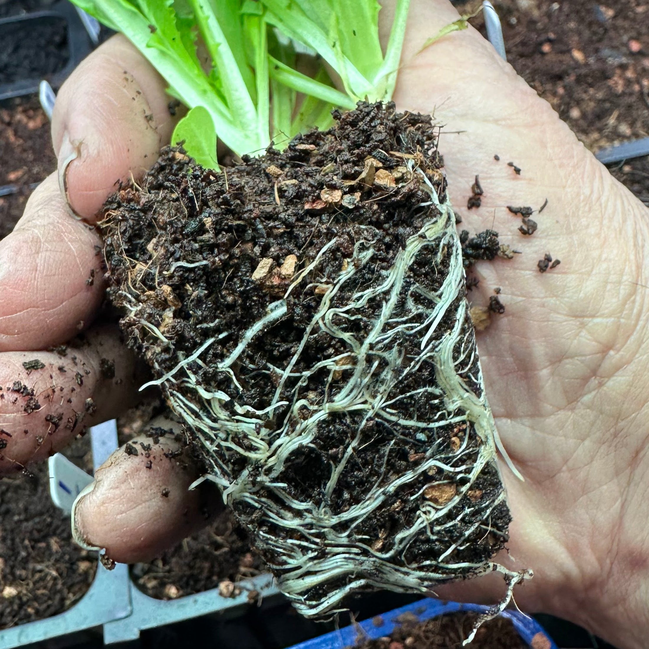 Seedling & Propagation Mix (Large Gallons Only to Start)