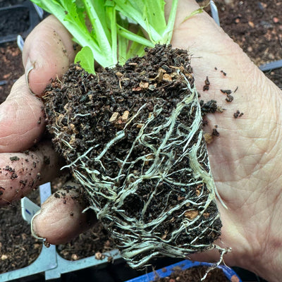 Wholesale Partner: Sol Soil -n Seedling & Propagation Mix (Large Gallons Only to Start)
