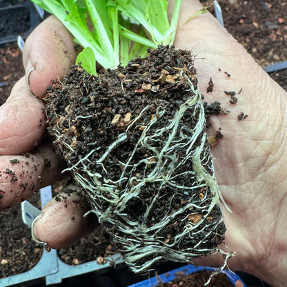 Seedling & Propagation Mix (Large Gallons Only to Start)