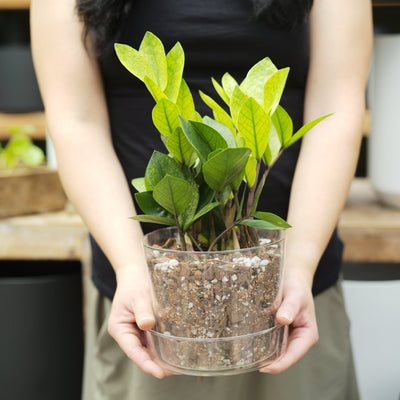 Wholesale Partner: Sol Soil - Houseplant Chunky Mix