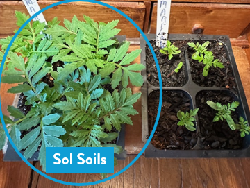 Wholesale Partner: Sol Soil -n Seedling & Propagation Mix (Large Gallons Only to Start)